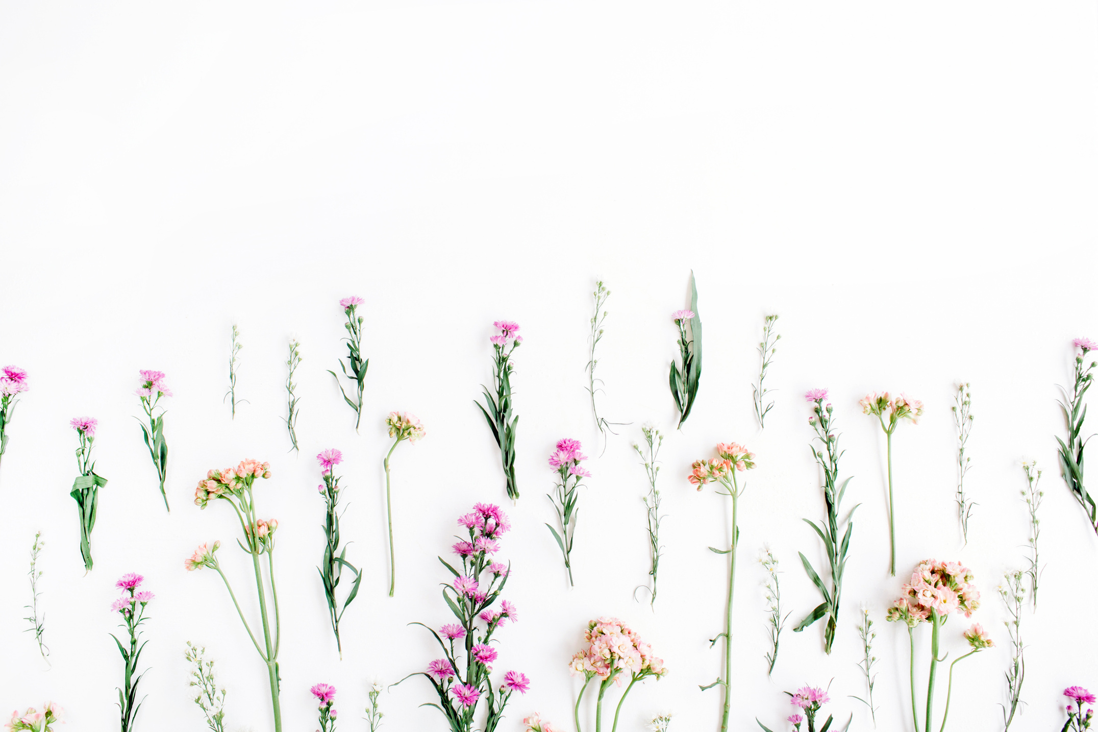Colorful Wildflowers on White Background